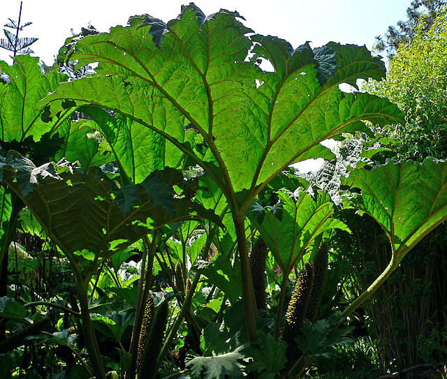 File:Gunnera_tinctoria_8.jpg