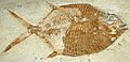 Gyrodus sp. (fossil fish) (Solnhofen Limestone, Upper Jurassic; Bavaria, Germany) (33587922002).jpg