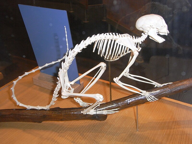 File:HK TST Science Museum Bones exhibit 05 松鼠猴 Squirrel Monkey Saimiri.JPG