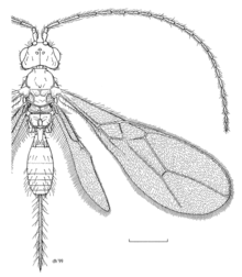 HYME Braconidae Asobara ajbelli.png 