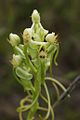 Habenaria hamata inflorescence Brazil - Parque Nacional da Chapada dos Veadeiros