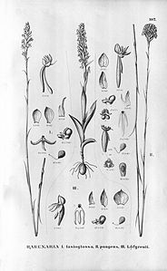 plate 107 Habenaria mystacina (as syn. Habenaria lasioglossa), Habenaria pungens, Habenaria brevidens (as syn. Habenaria Löfgrenii)