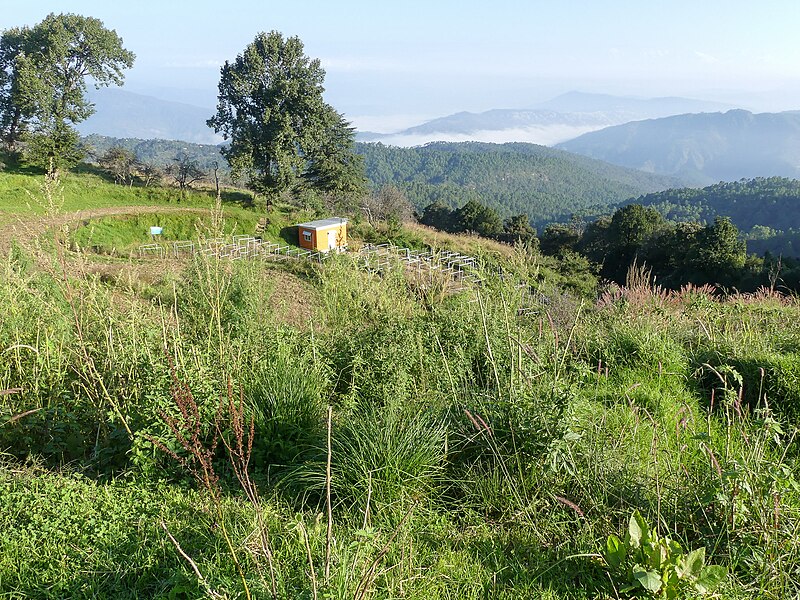 File:Habitat for West Himalayan Bush Warbler (36879445614).jpg