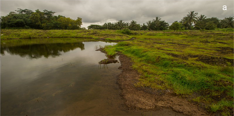 File:Habitat of Microhyla laterite.png