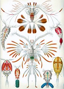 Copepods, from Ernst Haeckel's 1904 work Kunstformen der Natur Haeckel Copepoda.jpg