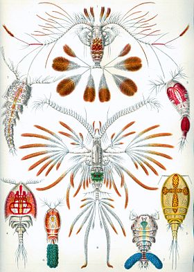 E.Haeckel:  Kunstformen der Natur