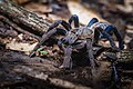 Haplopelma lividum, Cobalt blue tarantula - Kaeng Krachan District, Phetchaburi.