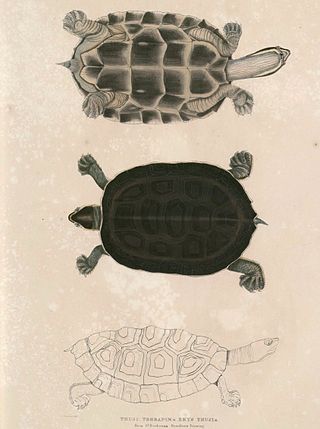 <span class="mw-page-title-main">Brahminy river turtle</span> Species of turtle