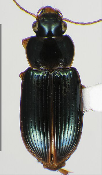 File:Harpalini (10.3897-zookeys.690.13751) Figure 58.jpg