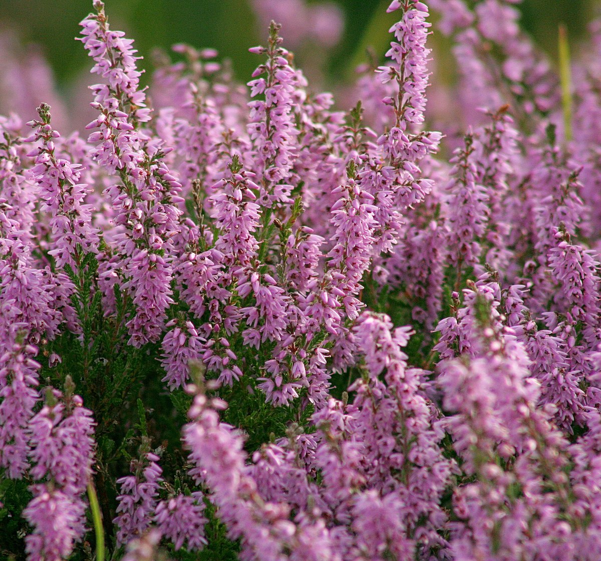 File:Heather (Highlands).jpg - Wikipedia