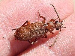 Helluomorphoides - inat 77141955.jpg