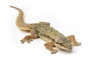 Hemidactylus frenatus (Casa comune Gecko) su sfondo bianco, focus stacking.jpg