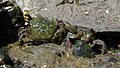 Yellow shore crab