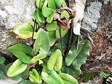 Hemionitlar arifolia-fren-yercaud-salem-India.JPG