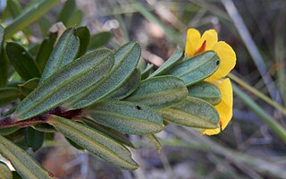 <i>Hibbertia bracteata</i> Species of flowering plant