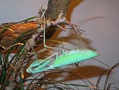 Hierodula membranacea (Giant Asian Mantis)