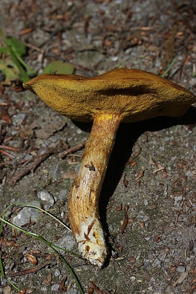 File:Hilden 25.05.2017 Larch Bolete - Suillus grevillei (35571521456).jpg