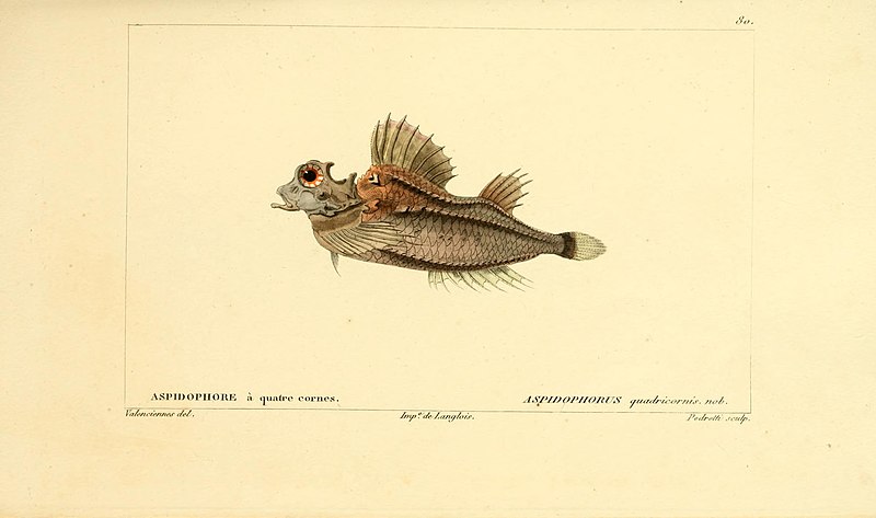 File:Histoire naturelle des poissons (Pl. 80) (7949969830).jpg