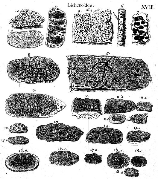 File:Historia muscorum plate 18 Lichenoides.jpg