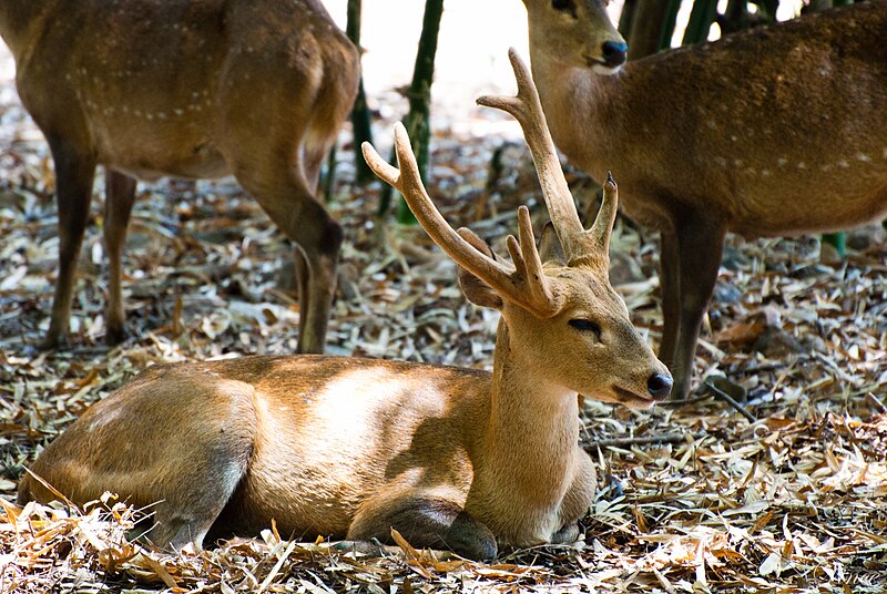 File:Hog deer - 1.jpg