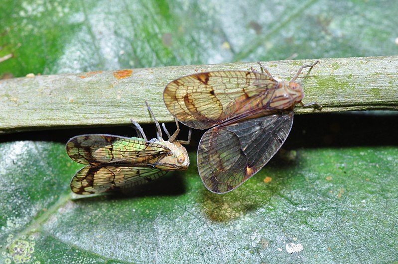 File:Hoppers (Nogodiniidae) (9774435926).jpg