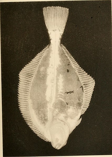 File:Hormones and heredity; a discussion of the evolution of adaptations and the evolution of species; (1921) (14776861471).jpg