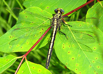 Ottawa, Ontario Horned Clubtail, Mer Bleue.jpg