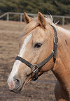 Horse headshot 4397.jpg