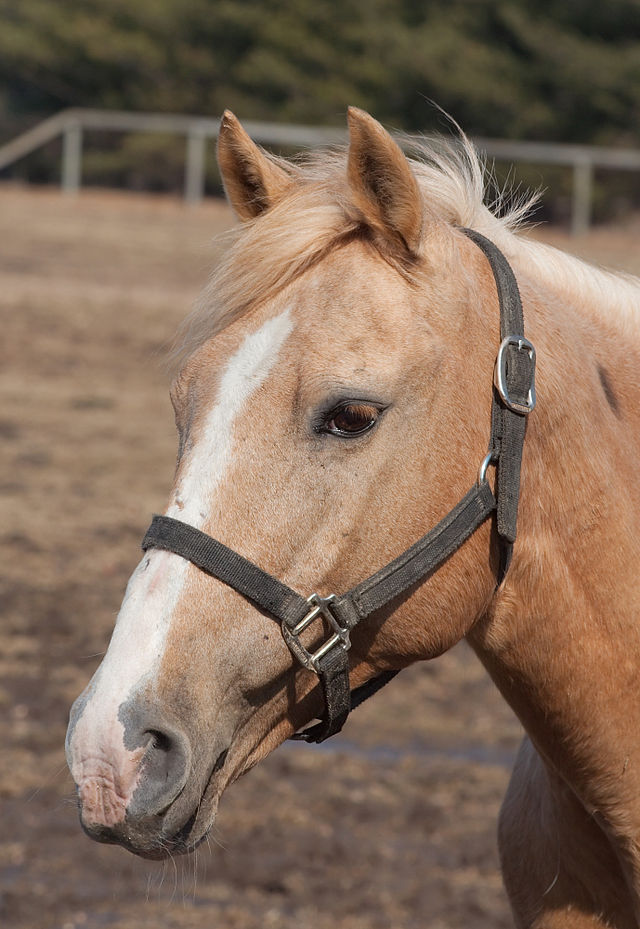 Horse Front Face Photos and Images