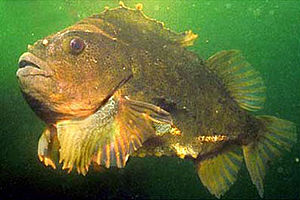 Lebre do mar (Cyclopterus lumpus)