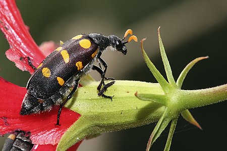 Hycleus lugens, Meloidae.jpg