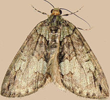 Hydriomena transfigurata - Преобразена Hydriomena Moth (16083111071) .jpg