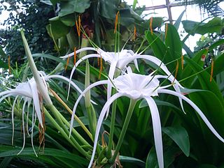 <i>Hymenocallis</i>