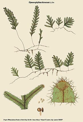 Descrizione dell'immagine Hymenophyllum hirsutum.jpg.