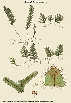 Descrição da imagem Hymenophyllum hirsutum.jpg.