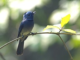 Монаршик гіацинтовий (Hypothymis azurea)