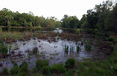 ISH WC WimbledonCommon3.jpg