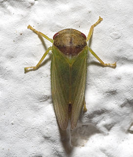 Iassinae Subfamily of leafhoppers