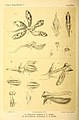 Hymenorchis javanica in vol. 2 plate 123 B: Bogor & Kebun Raja Icones Bogorienses Leiden (1897-1914)