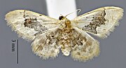 Thumbnail for Idaea occidentaria