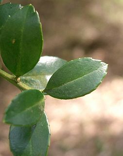 <i>Ilex crenata</i> species of plant