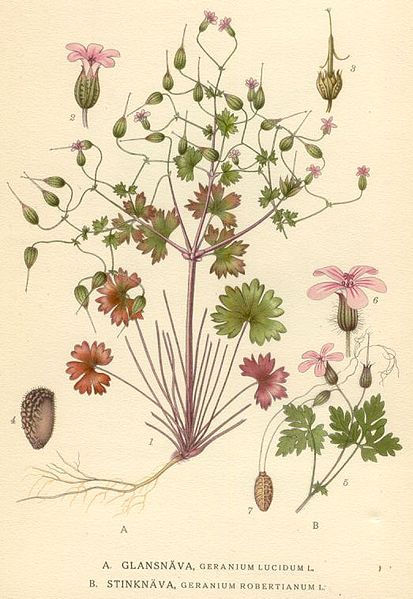 File:Illustration geranium lucidum.jpg
