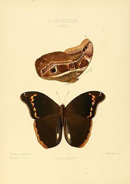 Eryphanis zolvizora