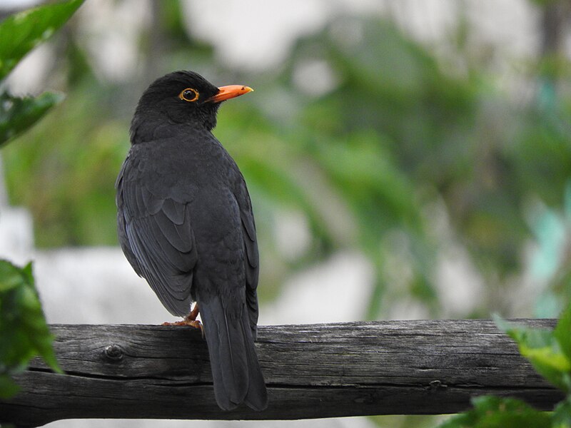 File:Indian Blackbird - Turdus simillimus.jpg