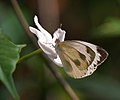 Indian Cabbage White (Pieris canidia) on Coffea benghalensis at Jayanti, Duars, West Bengal W2 Picture 085.jpg