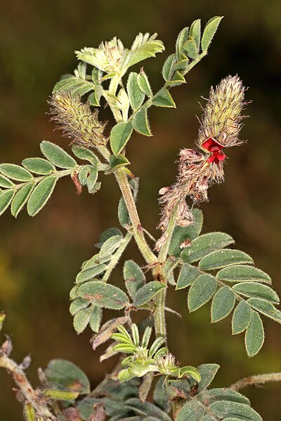 File:Indigofera daleoides var. daleoides 5Dsr 1-0881.jpg