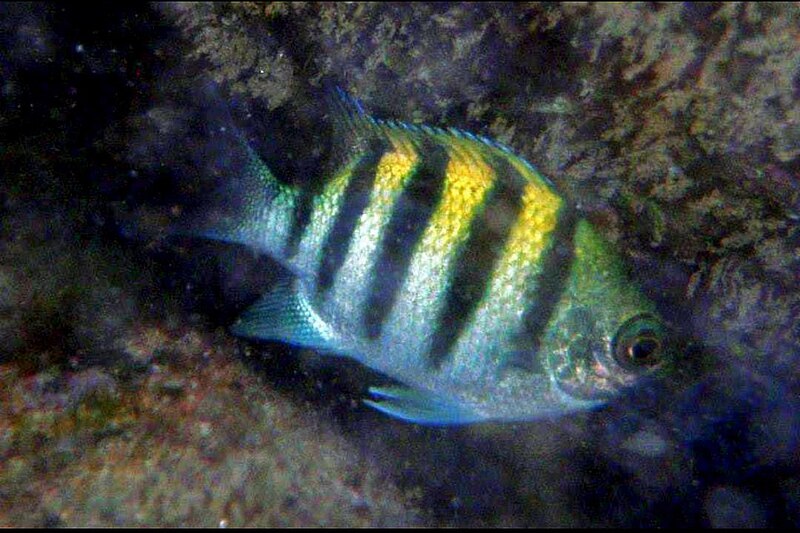 File:Indo Pacific Sergeant Abudefduf vaigiensis in Sea of Dibba Fujairah UAE by Prof Dr Norman Ali Khalaf 2015.jpg