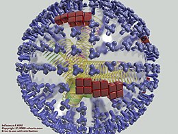 Influenza A vírus 3D modellje