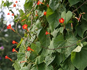 Ipomoea coccinea no jardim botânico de Dresden