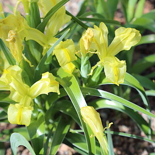 <i>Iris maracandica</i> Species of flowering plant